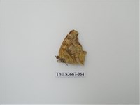 藏品(蛺蝶科(1))的圖片